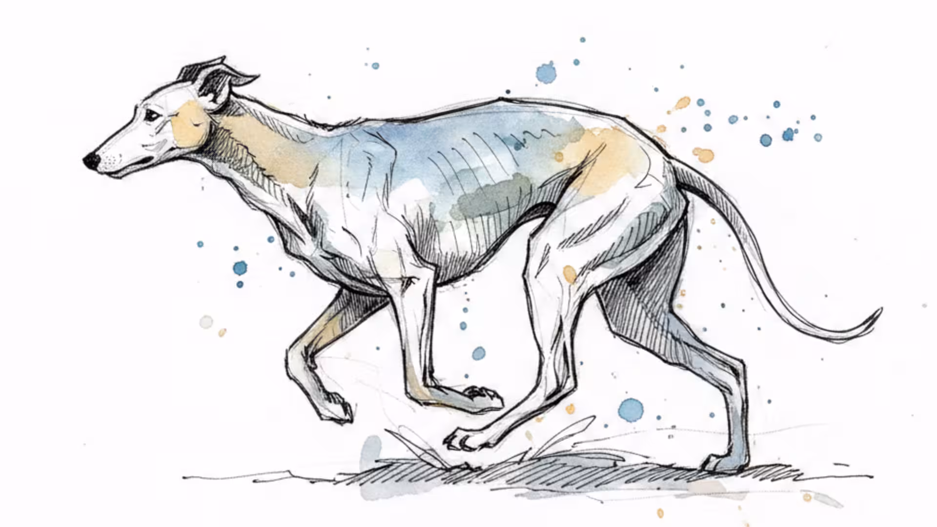 Illustration eines Windhunds