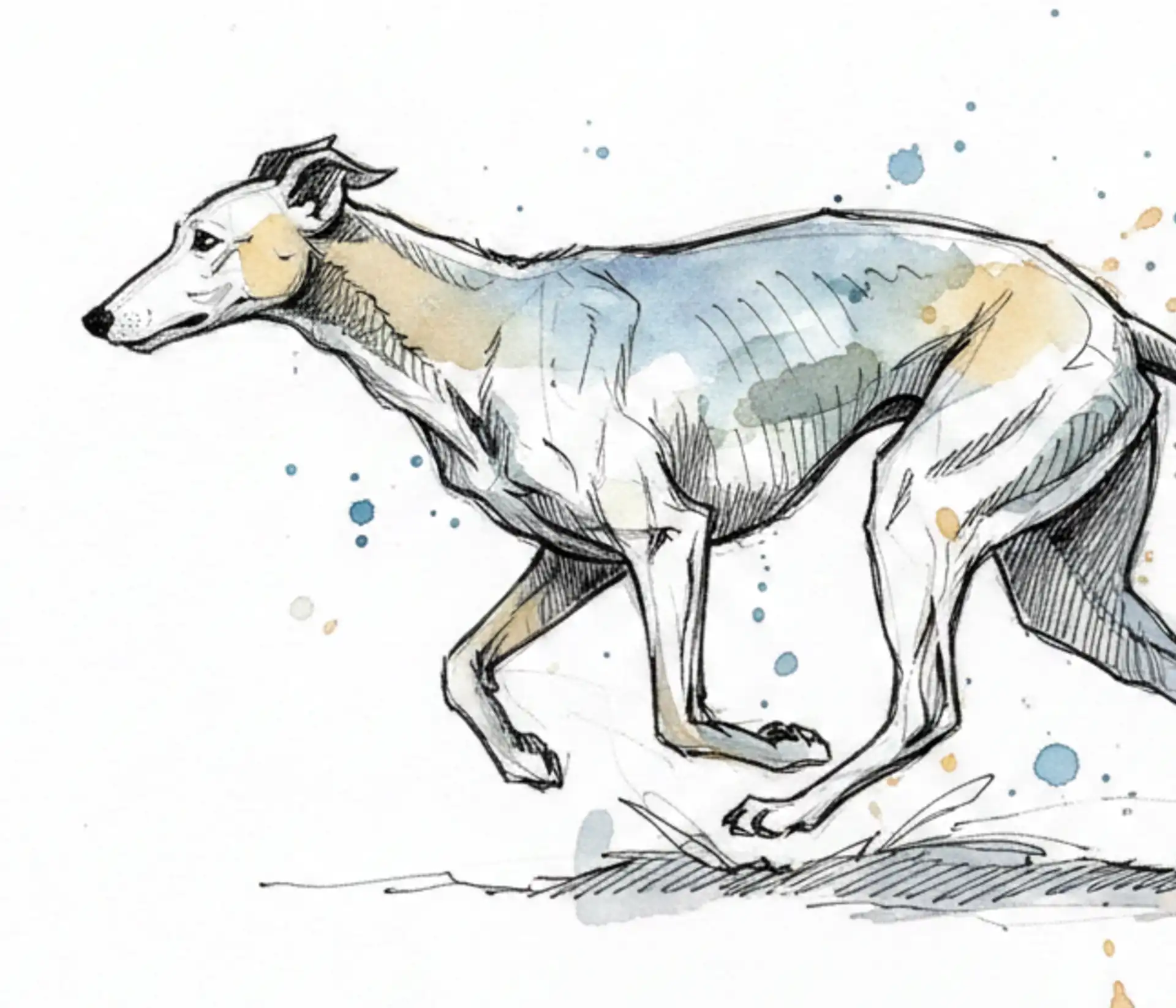 Illustration eines Windhunds